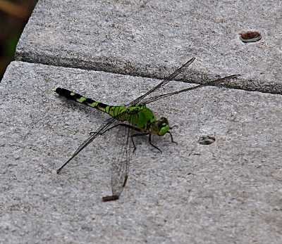 [Top-down view of a female dragonfly with a light green body which has a black and green striped tail section. It's wings are clear with black edges and veins.]